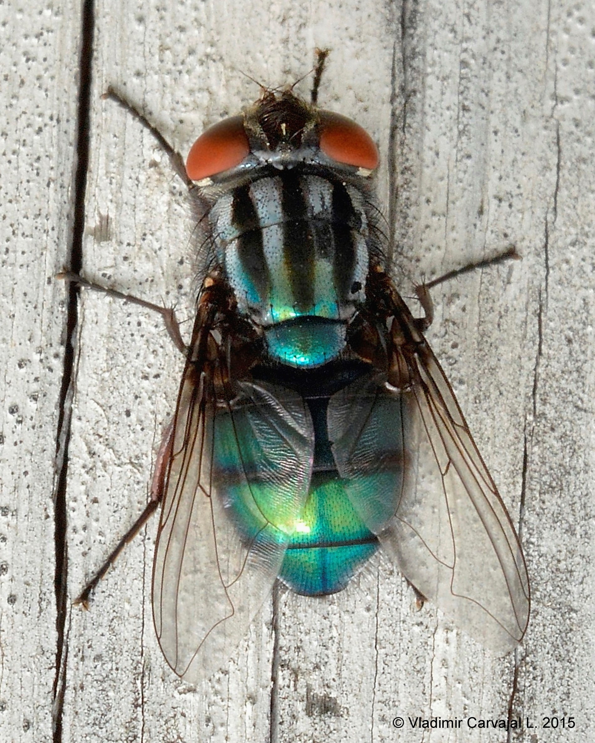 Cochliomyia macellaria (Calliphoridae)