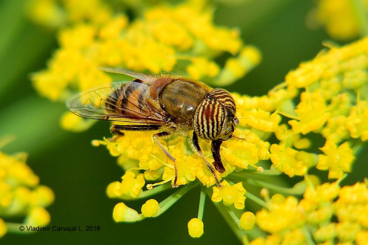 Syrphidae: Erystalinus taeniops