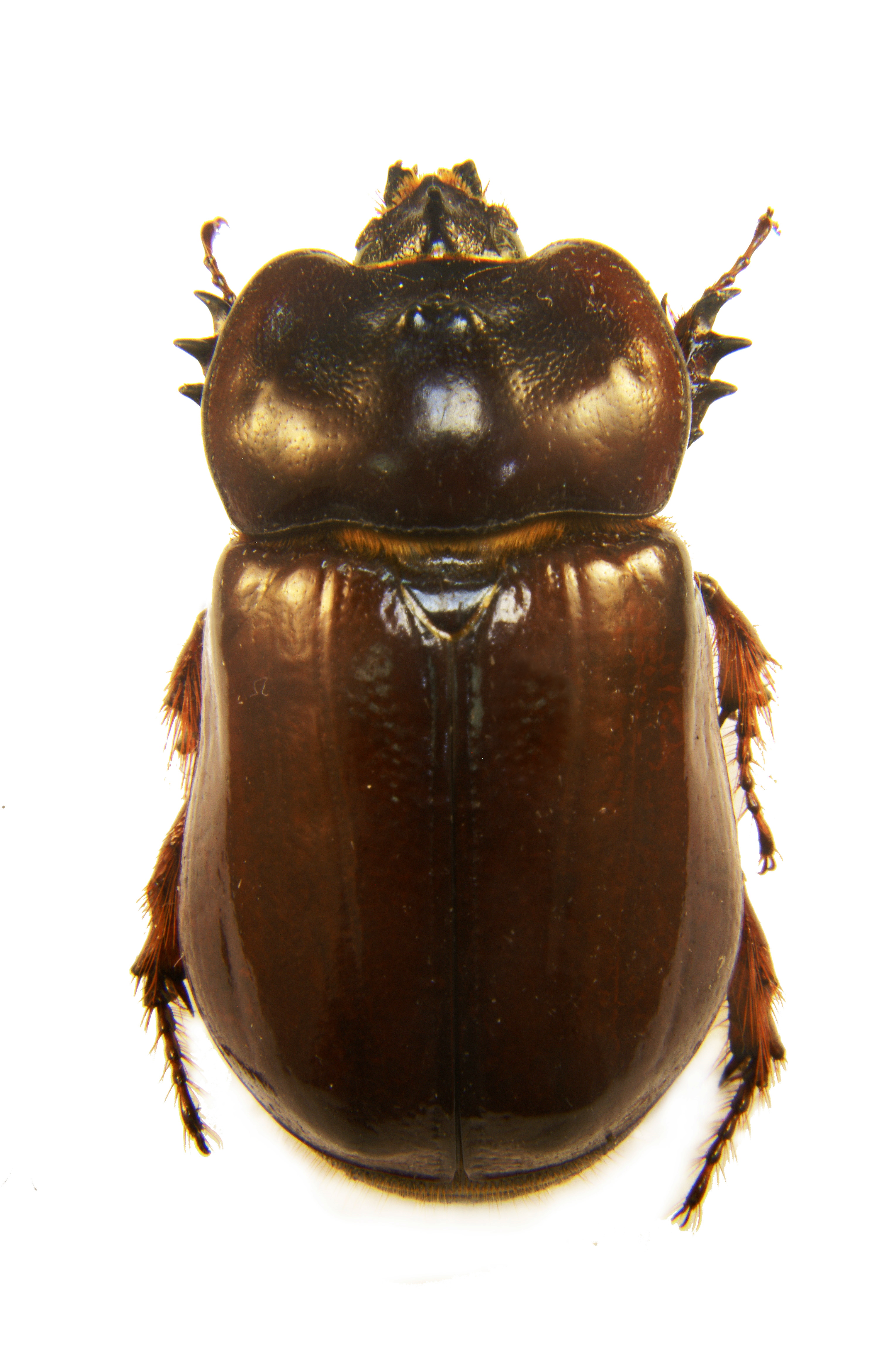 Heterogomphus bourcieri (Dynastinae)