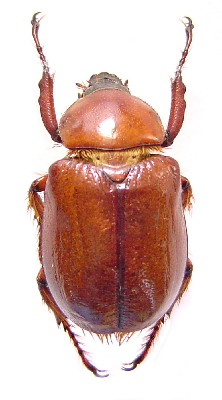 Golofa unicolor (Dynastinae)