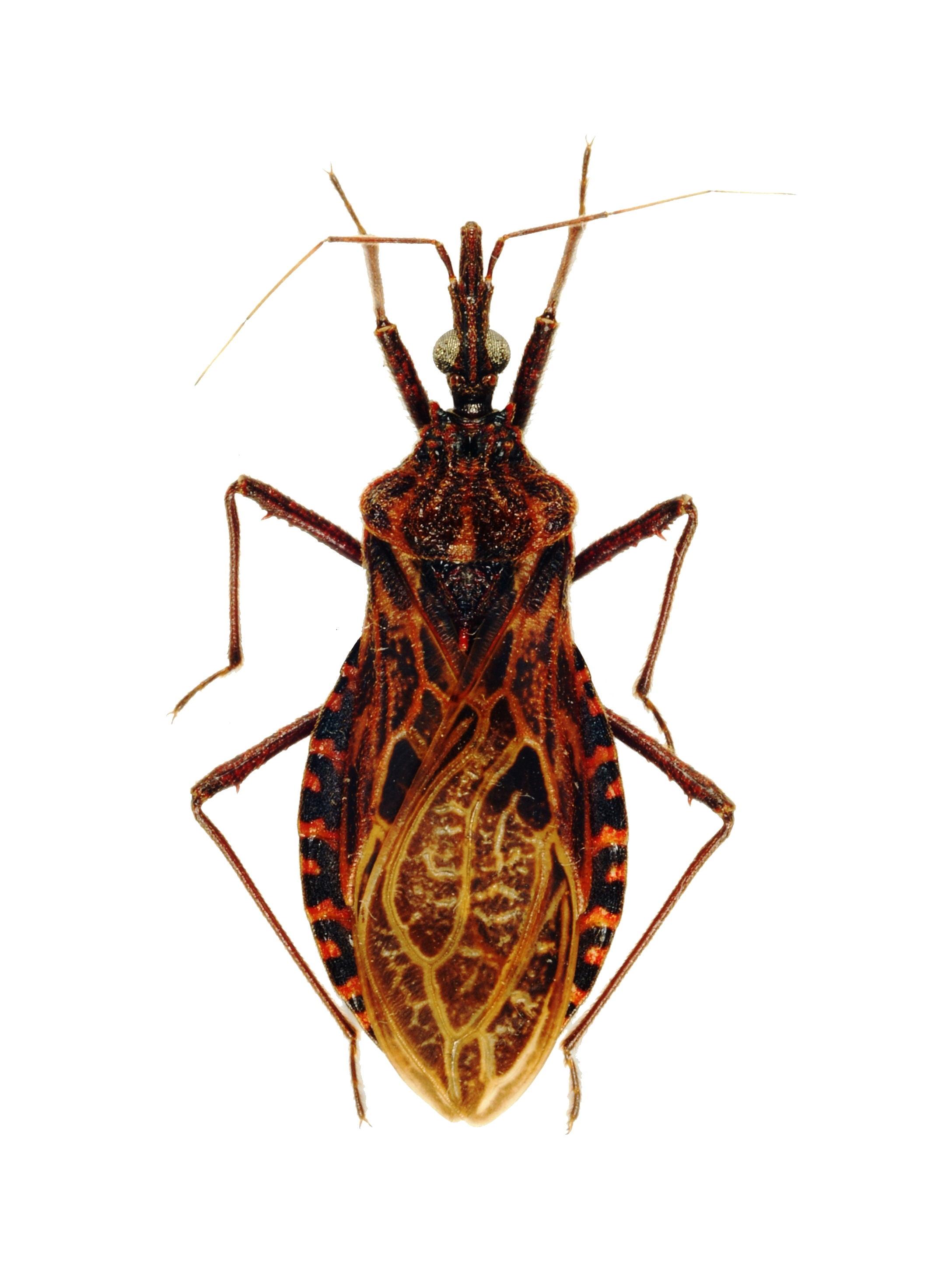 El Chinchorro y la enfermedad de Chagas (Reduviidae: Triatoma sp.)