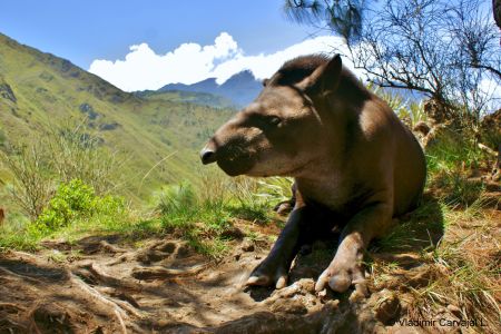Tapir de montaña