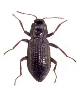 Los Elmidae del Ecuador