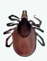 PRESENCIA DE GARRAPATAS Y MOSCAS PIOJO (IXODIDAE E HIPPOBOSCIDAE) EN TAPIR ANDINO, OSO DE ANTEOJOS Y VENADO ROJO