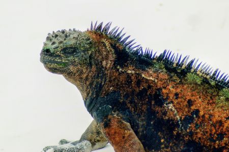 Iguana Halapagos