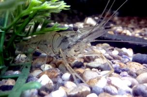 Análisis de la distribución de los camarones de agua dulce y estuarinos del Ecuador (Decapoda; Palaeomonidae, Atyidae, Sergestidae)