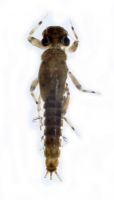 Los Leptophlebiidae del Ecuador. Lista de chequeo, nuevos registros de géneros y datos de distribución.
