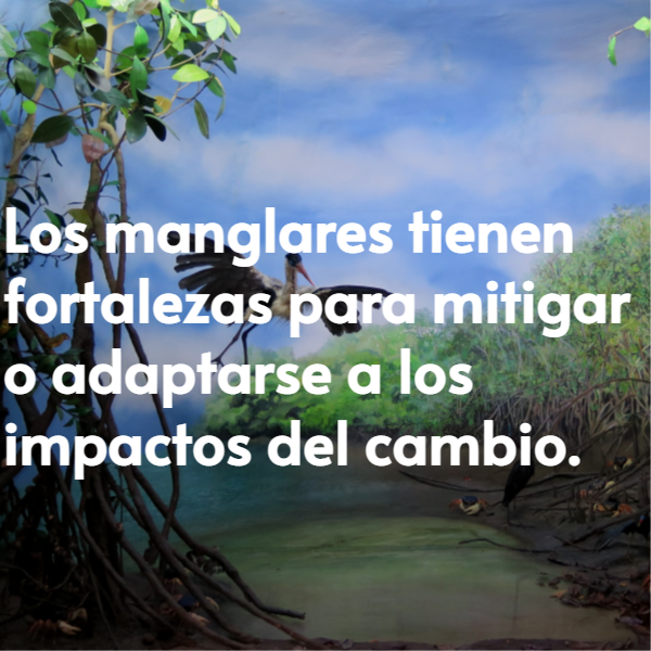 Día Internacional de Conservación de los Manglares 3