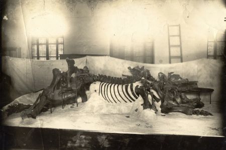 Mastodonte Spillmann 2